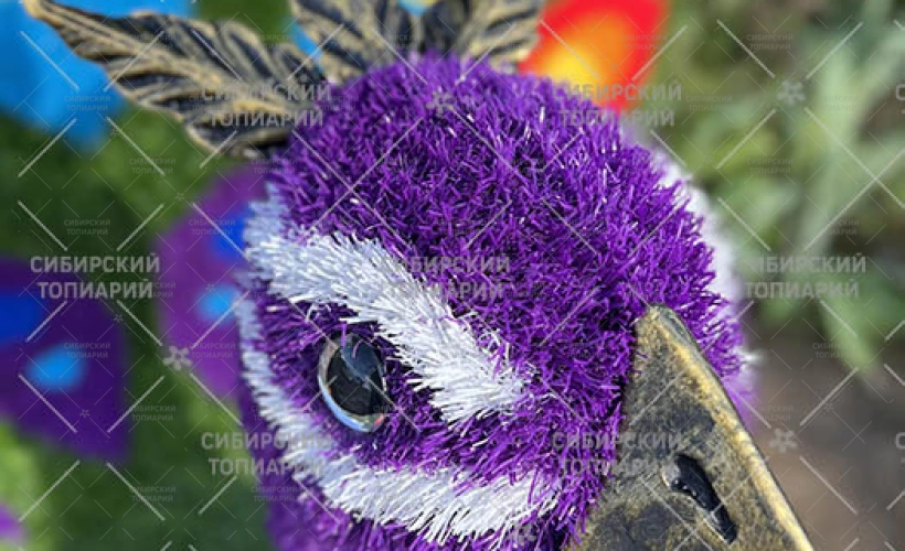 Павлин с красивым хвостом